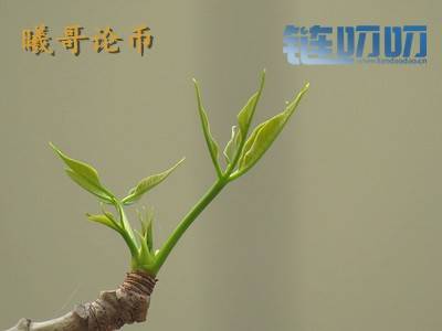 【曦哥论币】清明小长假比特币蓄势待发，小牛脾气按耐...